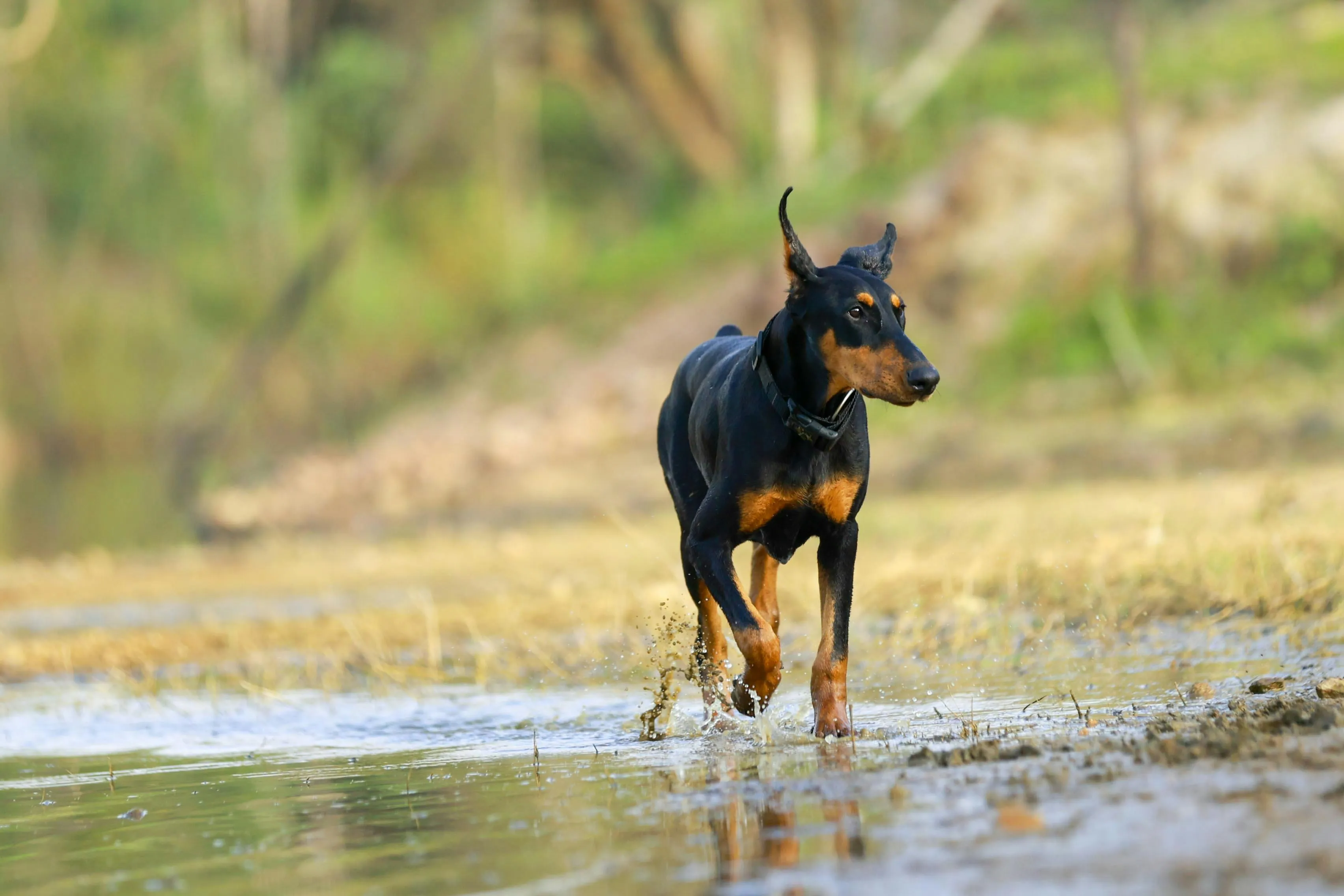 Professional dog walker with dogs in beautiful Surrey countryside