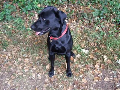 Dog walking photo - Photo 1237