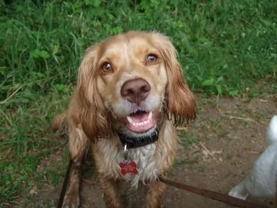 Dog walking photo - Photo 1242