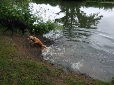 Dog walking photo - Photo 1243