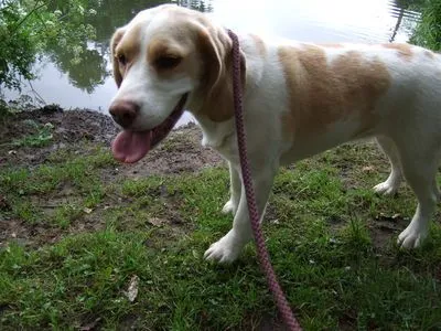 Dog walking photo - Photo 1246