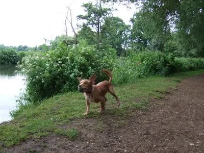 Dog walking photo - Photo 1250