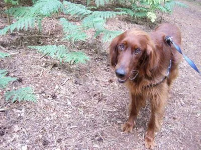 Dog walking photo - Photo 1256