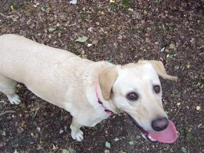 Dog walking photo - Photo 1257
