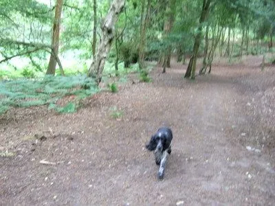 Dog walking photo - Photo 1264