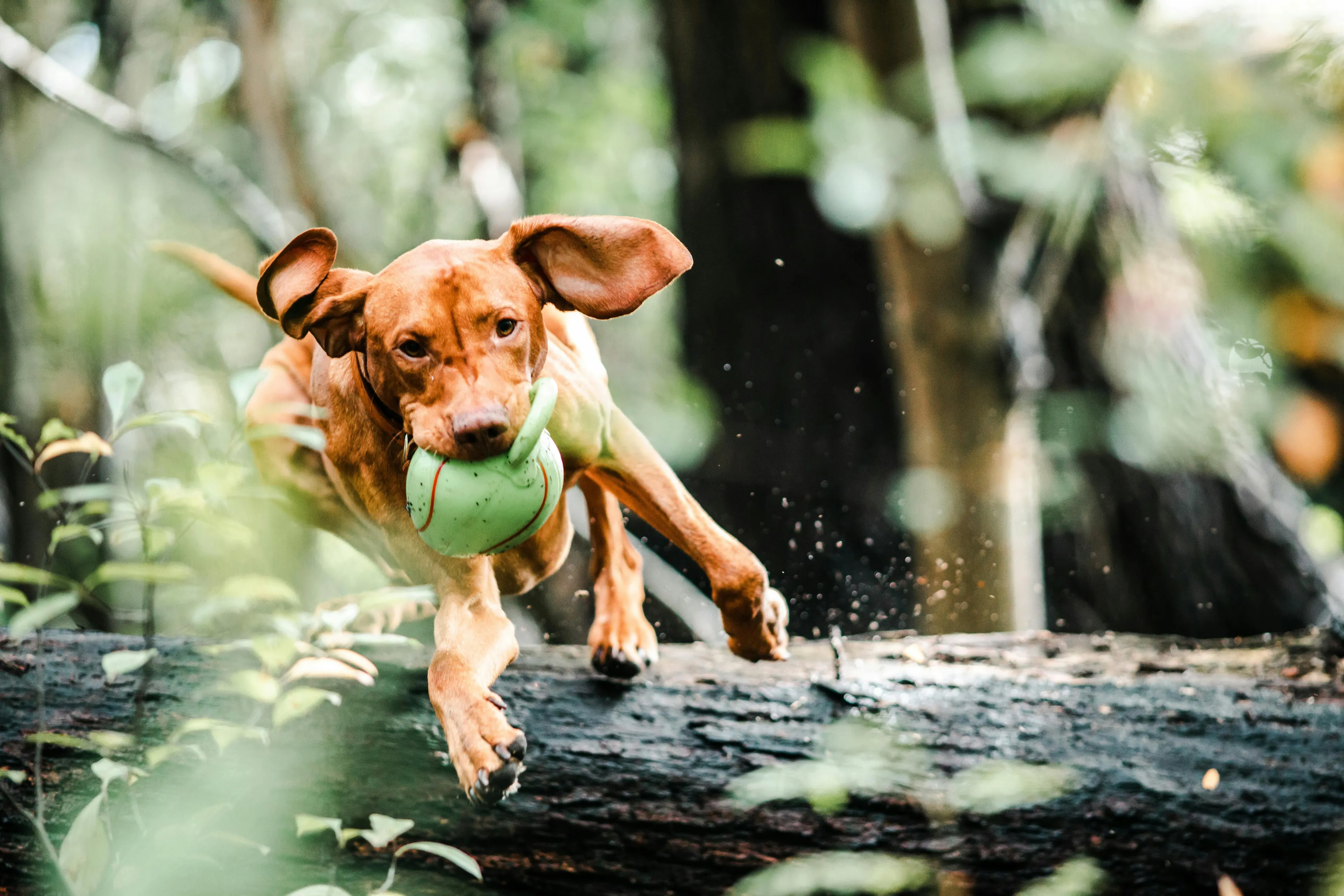 About Our Family Dog Walking Business in Guildford hero background