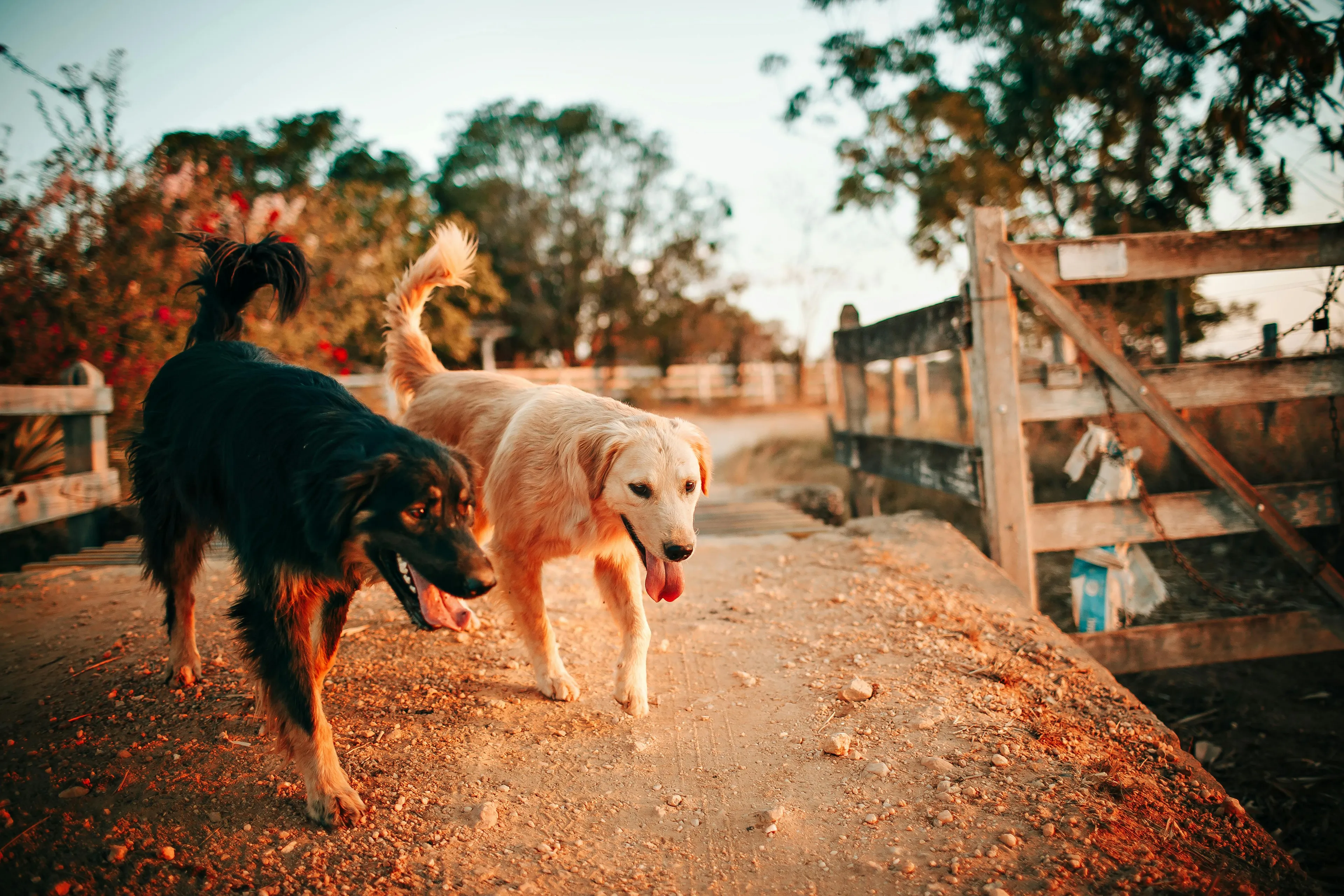 Contact Our Professional Dog Walking Team in Guildford hero background