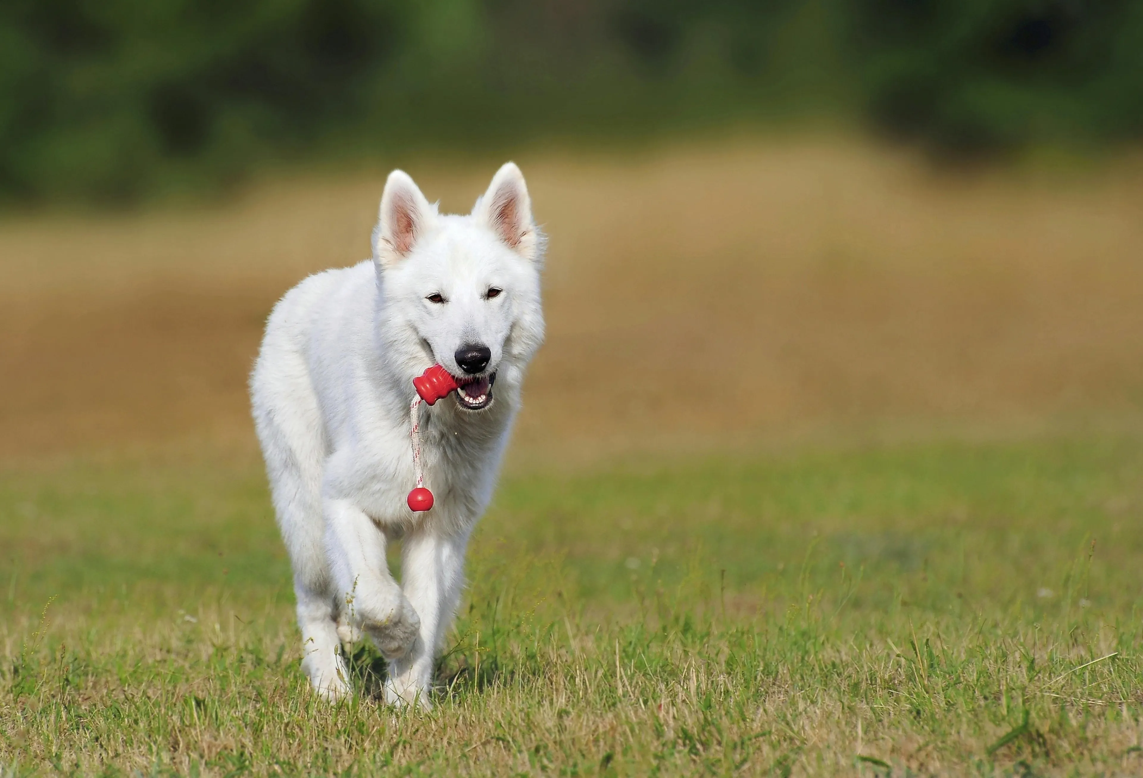 Professional Dog Training and Behaviour Services in Guildford hero background