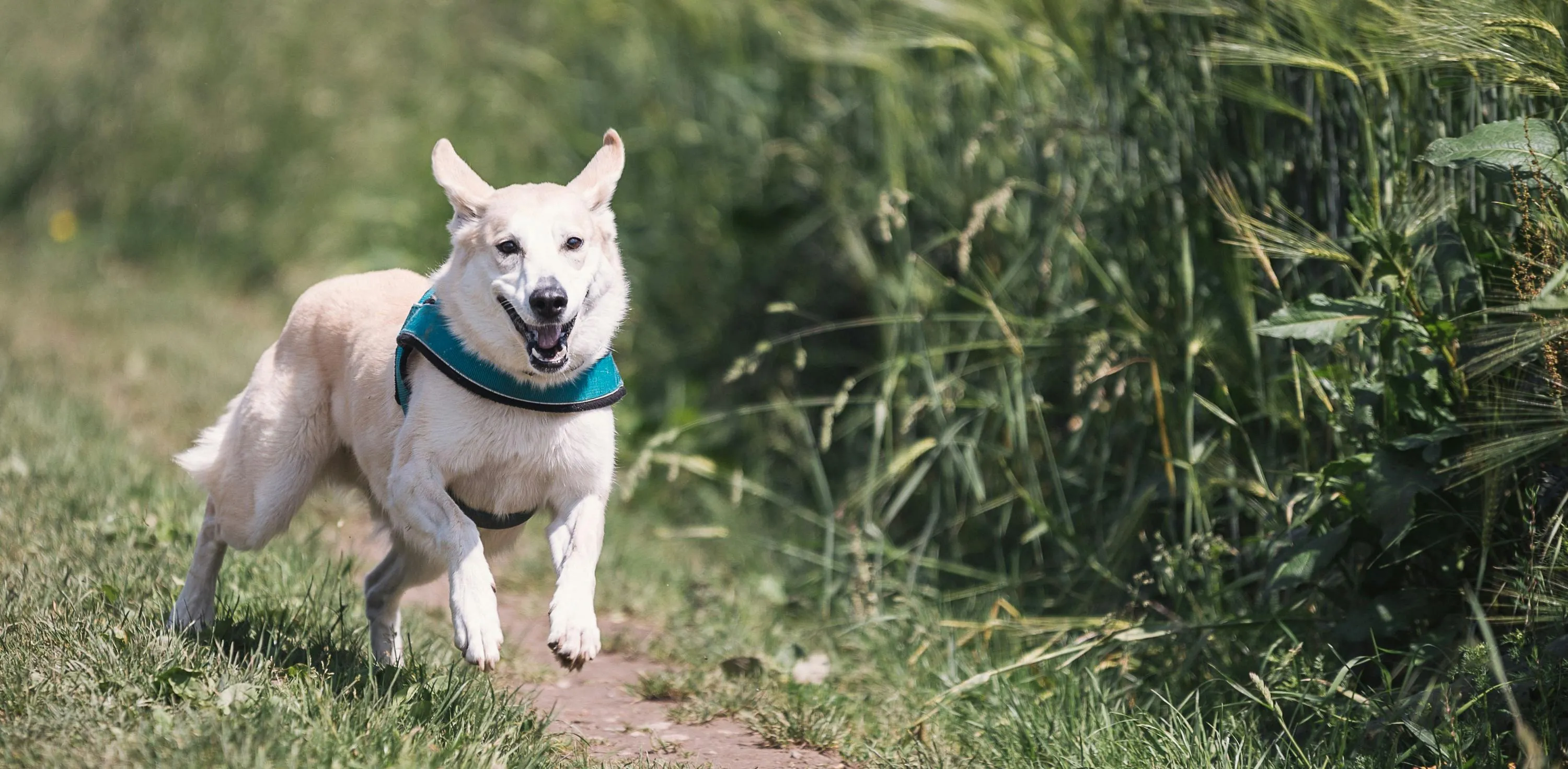 Customer Reviews and Testimonials for Dog Walking in Guildford hero background